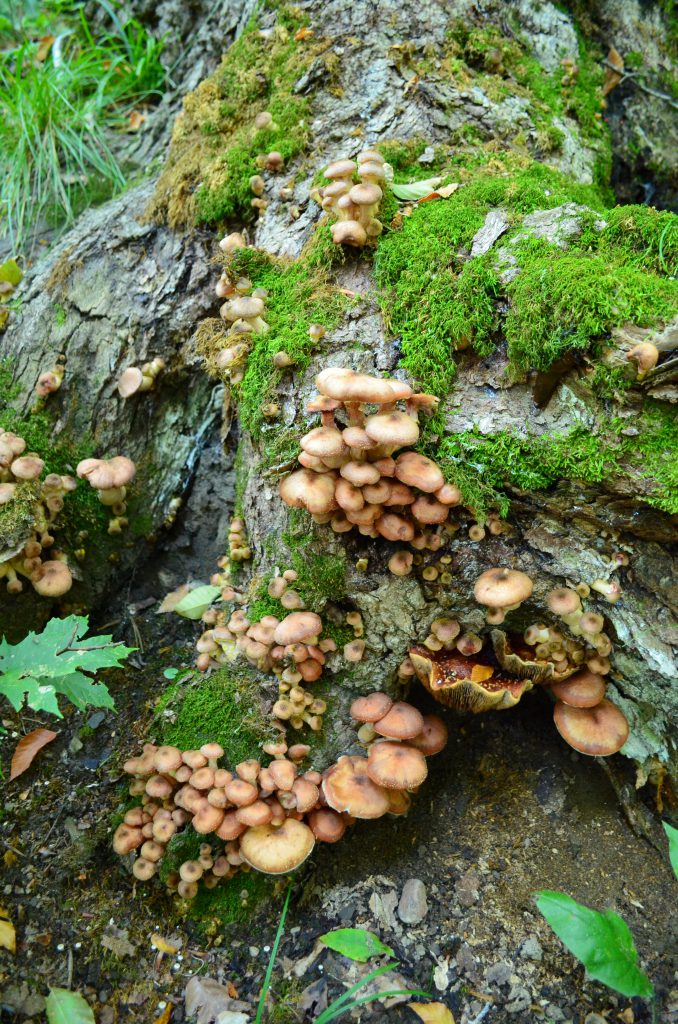 опята и лисички грибы Канады