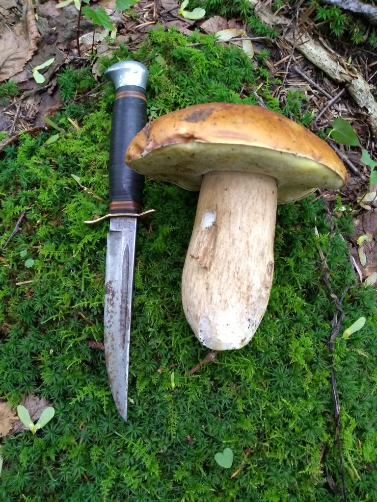 белый гриб в Канаде